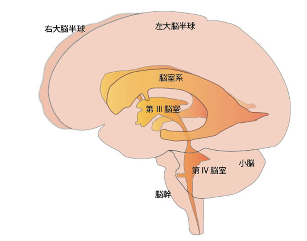 脳と脳室の関係